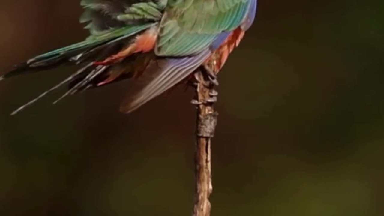 💋 Good Morning, The Western Rosella