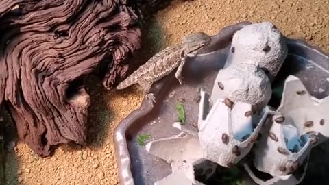 5 Exotic Animals You Can Keep As Pets