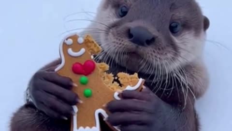 🐾🎄 My Pet Just Found the Christmas Cookie… You Won’t Believe What Happened Next 😂🍪
