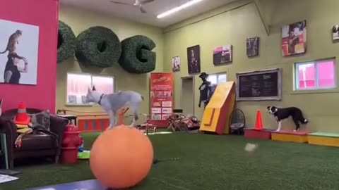 😂🐶 Doggo's New Ball Riding Skills Are Hilarious! | FunFM