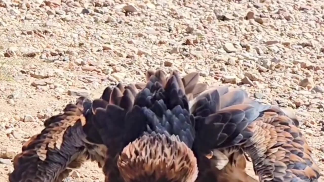 🧠✨ Hardwired Nature! Buzzard Breaks Emu Egg Instinctively | FeedMyCuriosity