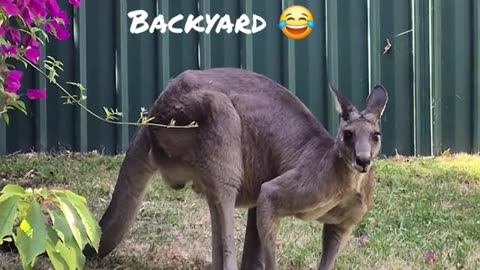 Kangaroo diaries only in Australia 🇦🇺