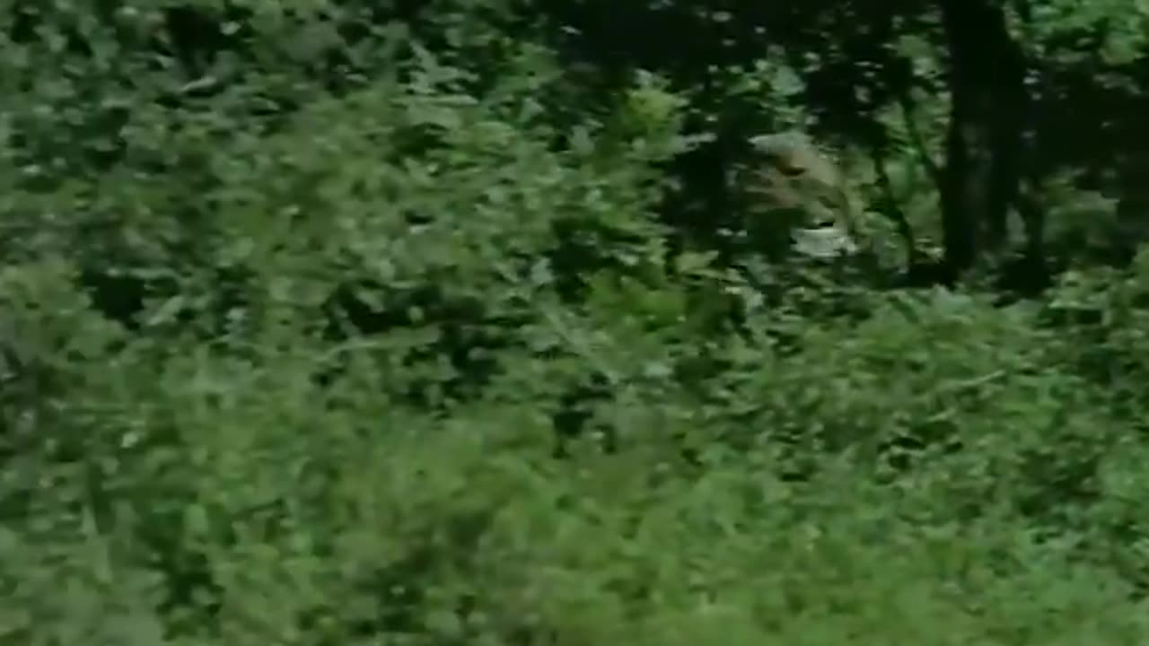 Şanssızım