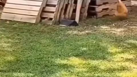Funny video