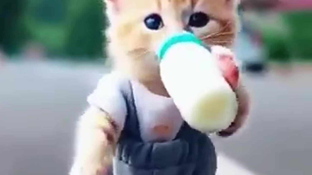 Cat baby