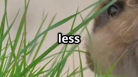 “Wait… Rabbits Eat Their Own Poop?! Here’s Why It’s Totally Normal”
