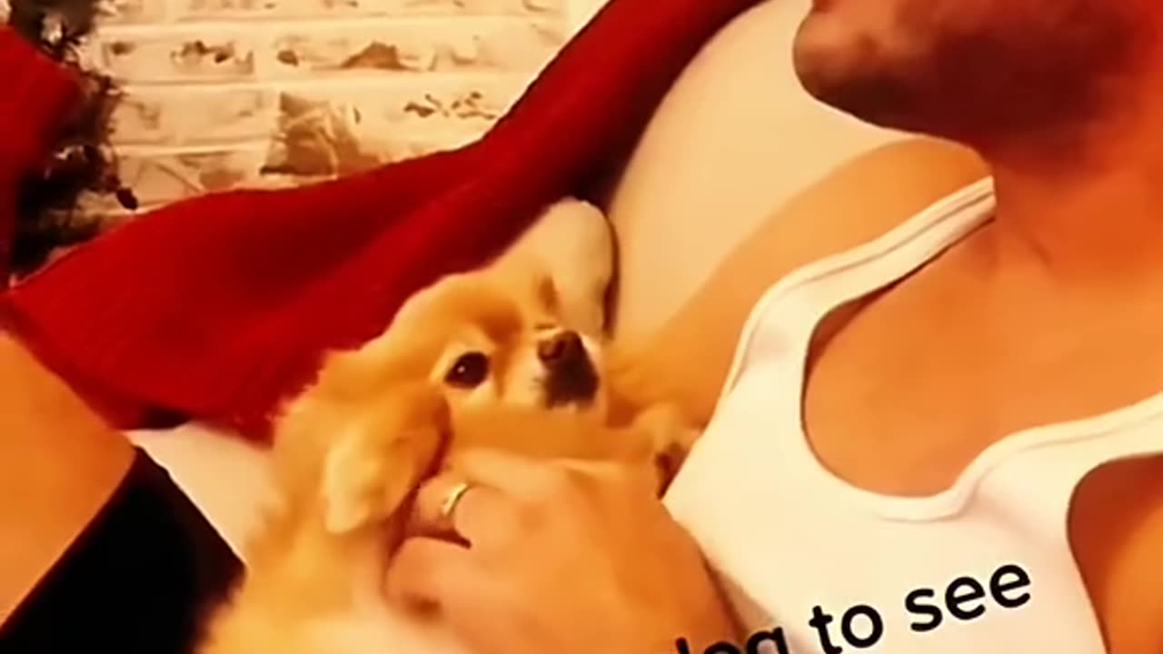 fany pets