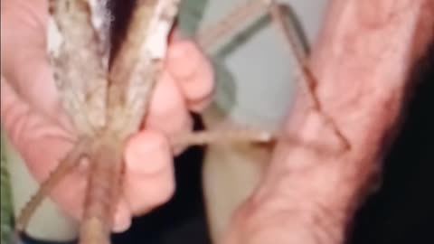 Alien like insect discovered in Australia