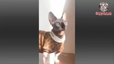 Cutest Funny Animals Video 🐾 | Try Not to Laugh