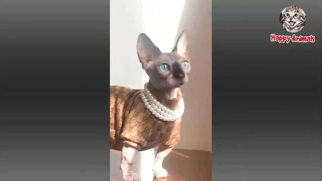 Cutest Funny Animals Video 🐾 | Try Not to Laugh