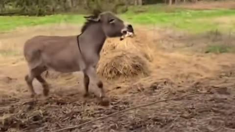 This donkey loves his new peg leg pirate chicken toy. He’s so funny!