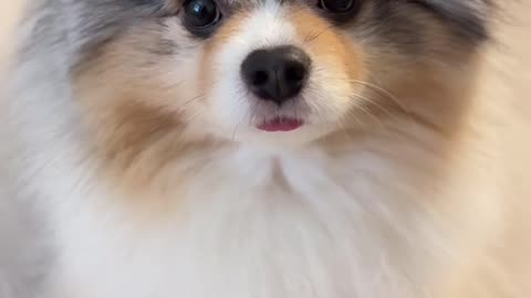 this dog is pure beauty in fur 🐶