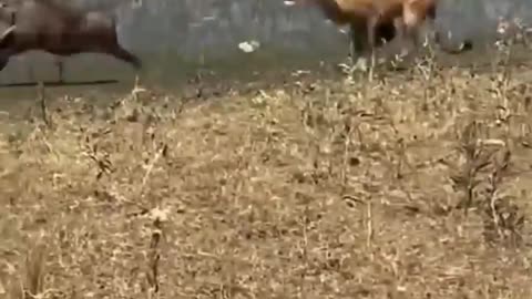 funny animals