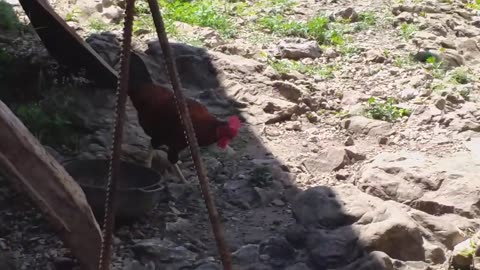 chicKen [2023]