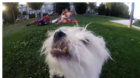 Animals Gone Wild 😂 Cat vs Peacock + Dog POV + Jump Fail