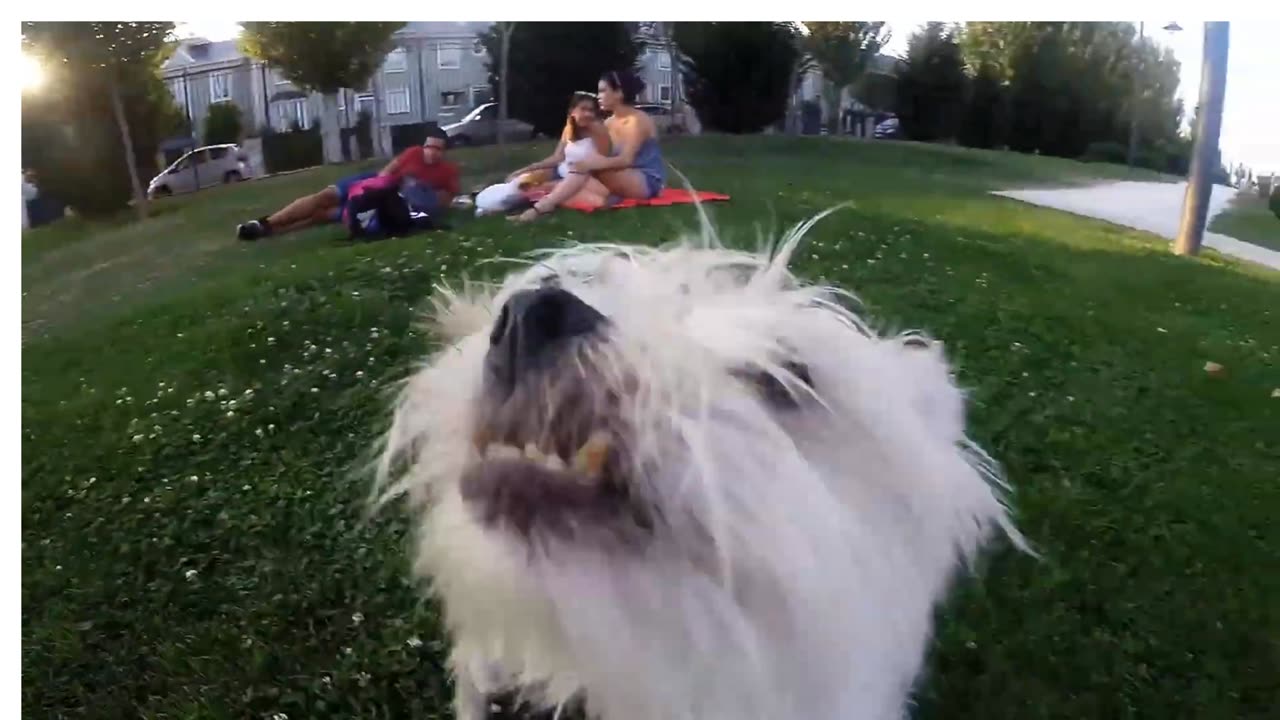 Animals Gone Wild 😂 Cat vs Peacock + Dog POV + Jump Fail