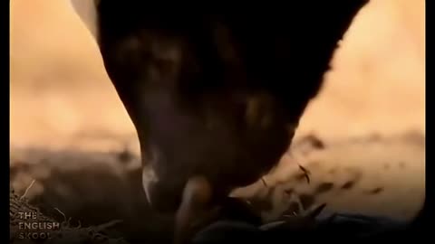 My entire last week in a nutshell