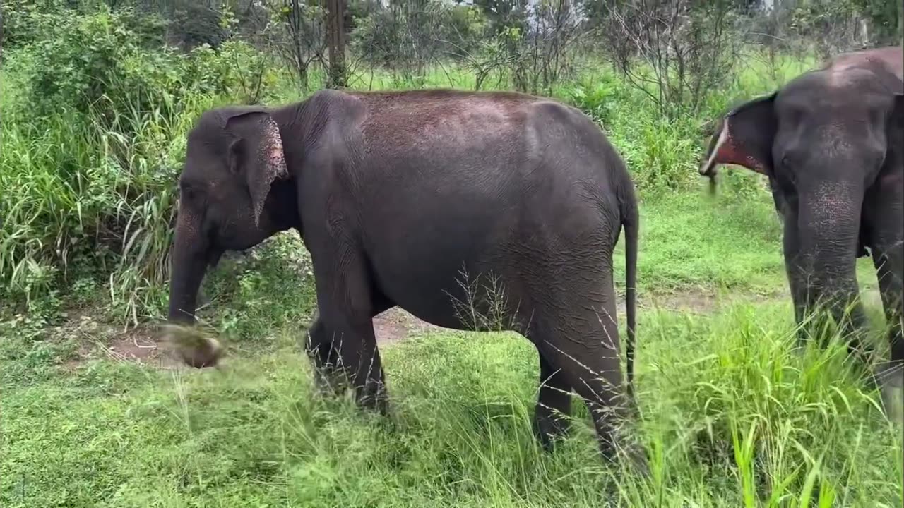 Sri Lanka Safari: When Elephants Take Over the Road