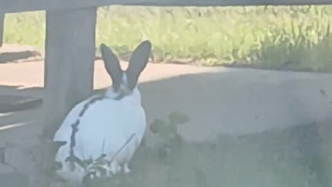 The 🐇 Rabbit