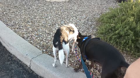 Kiko Villanova ChaCha Paco all on doggie walk & Paco didn't go over threshold20250605_135