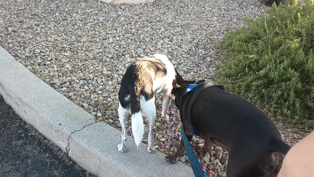 Kiko Villanova ChaCha Paco all on doggie walk & Paco didn't go over threshold20250605_135