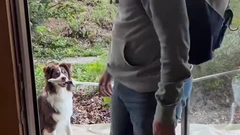 Full Dog's comedy Videos 🤣 so cute videos 😍