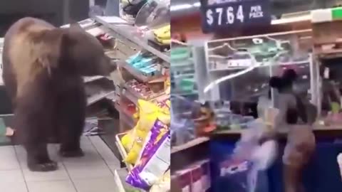 How Bears behave in stores versus how Animals behave in stores.