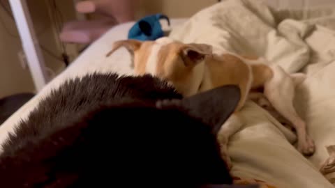 Lickin’ that kitty.