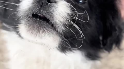 Abandoned in the Middle of Nowhere with a pet bed… How cruel to these innocent animals! 💔