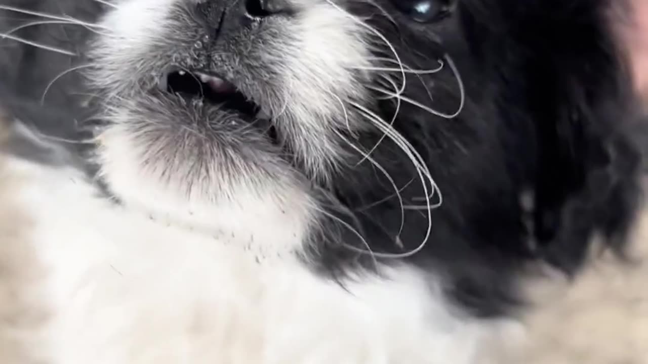 Abandoned in the Middle of Nowhere with a pet bed… How cruel to these innocent animals! 💔
