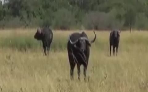 buffalo
