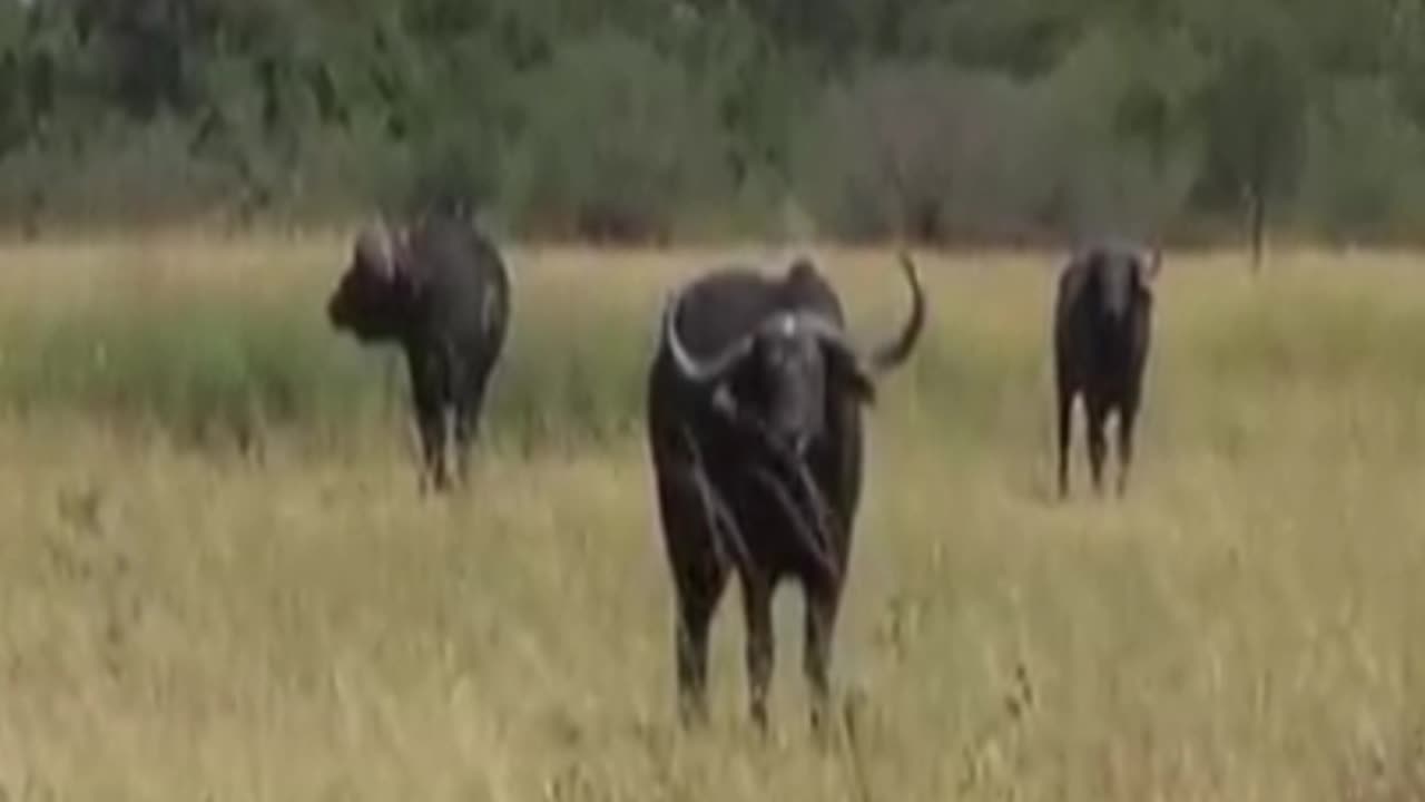 buffalo