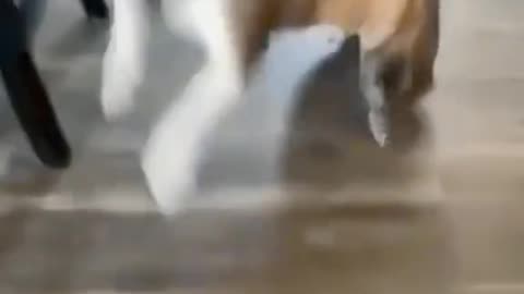 Funny Animals Compilations 10