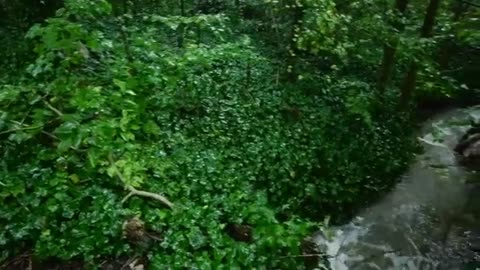 Gentle Rain Sounds to Calm Your Mind and Body