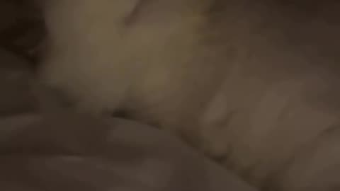 🤣🦥 The Only Snore You'll Actually Enjoy Hearing! | FunFM