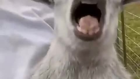 funny animals video