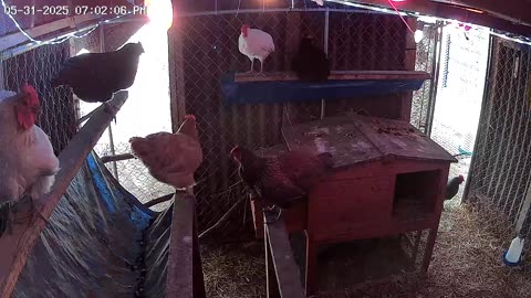 Saturday Night Perch Up Cam1