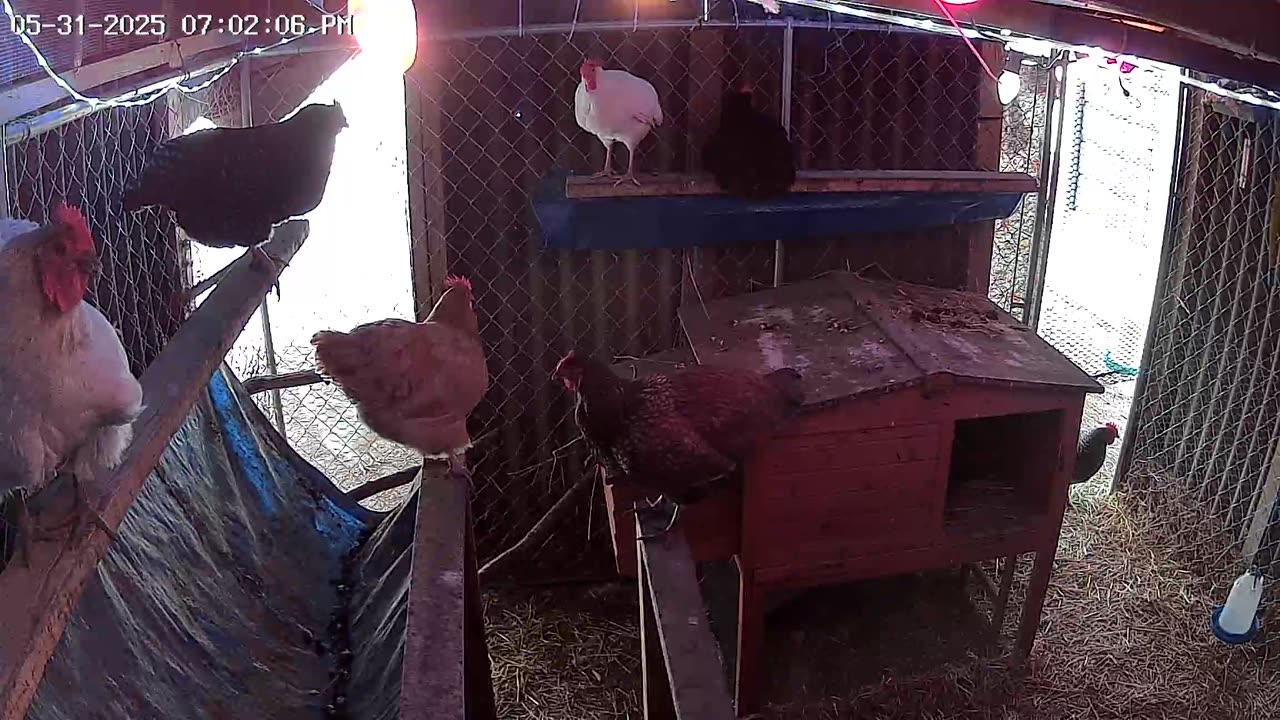 Saturday Night Perch Up Cam1