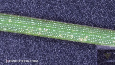 MAKE YOUR OWN PLAGUE CURE: DIY pine needle tea, easiest method for making medicine