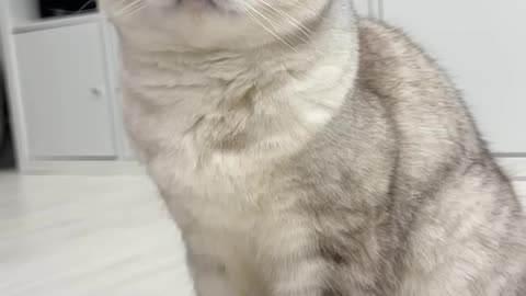 funny cat