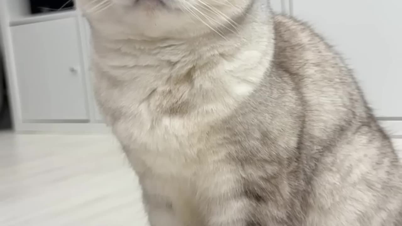 funny cat