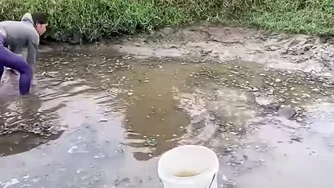A beautiful village girl catching fish in her pool