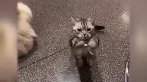 Funny Cats Volume 5 – You'll Start Laughing in Seconds! 😂🐱"