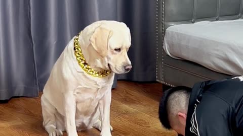 狗狗：喝点酒你是找不着东南西北了吧Dog: Have some wine. You can't find the east, west, north