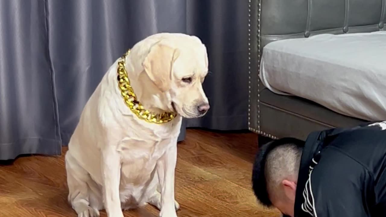 狗狗：喝点酒你是找不着东南西北了吧Dog: Have some wine. You can't find the east, west, north