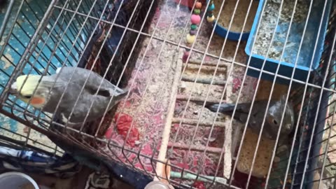 FUNNY Animal Videos