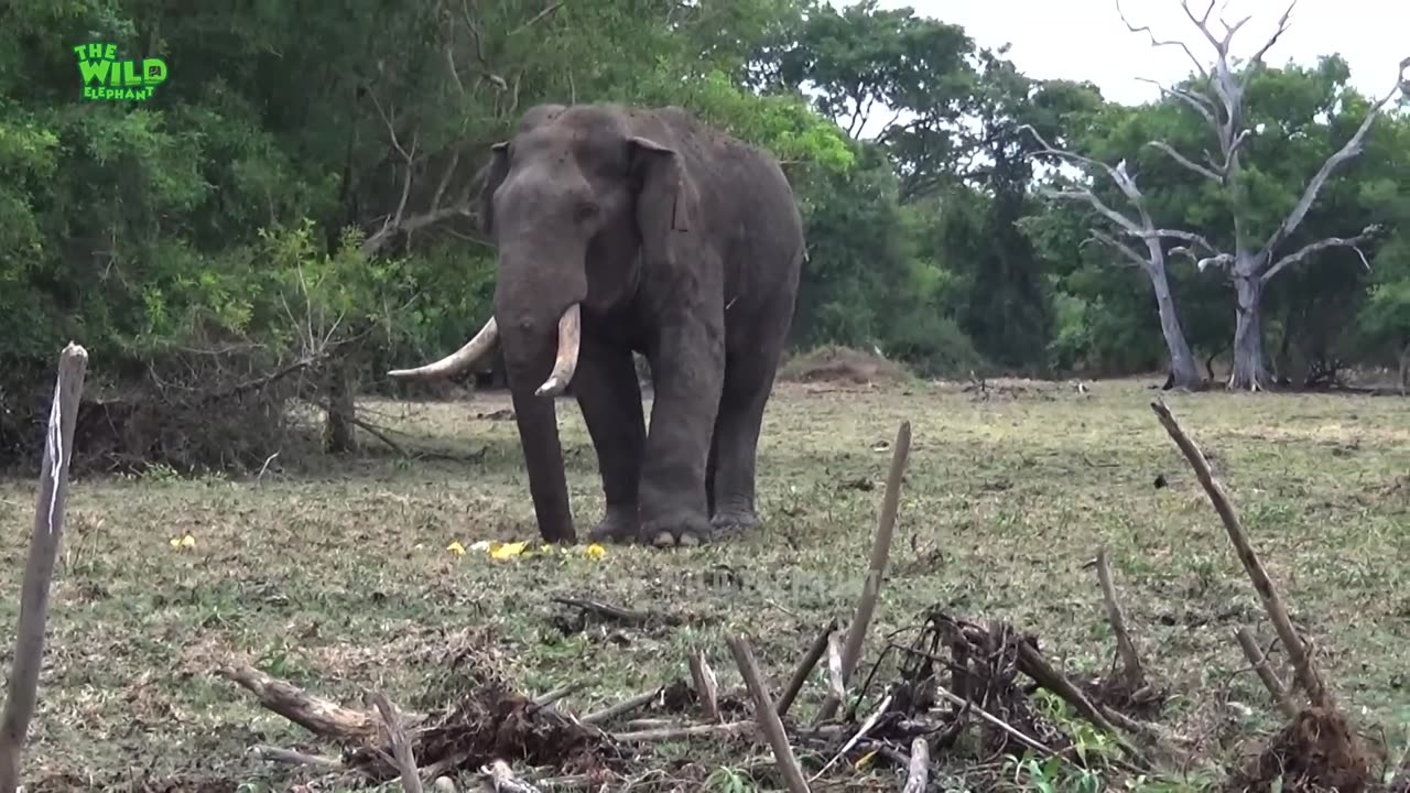 WILD LIFE