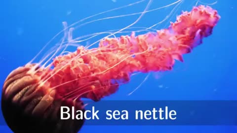 Jellyfish for Children with Pronunciation (and with photos).