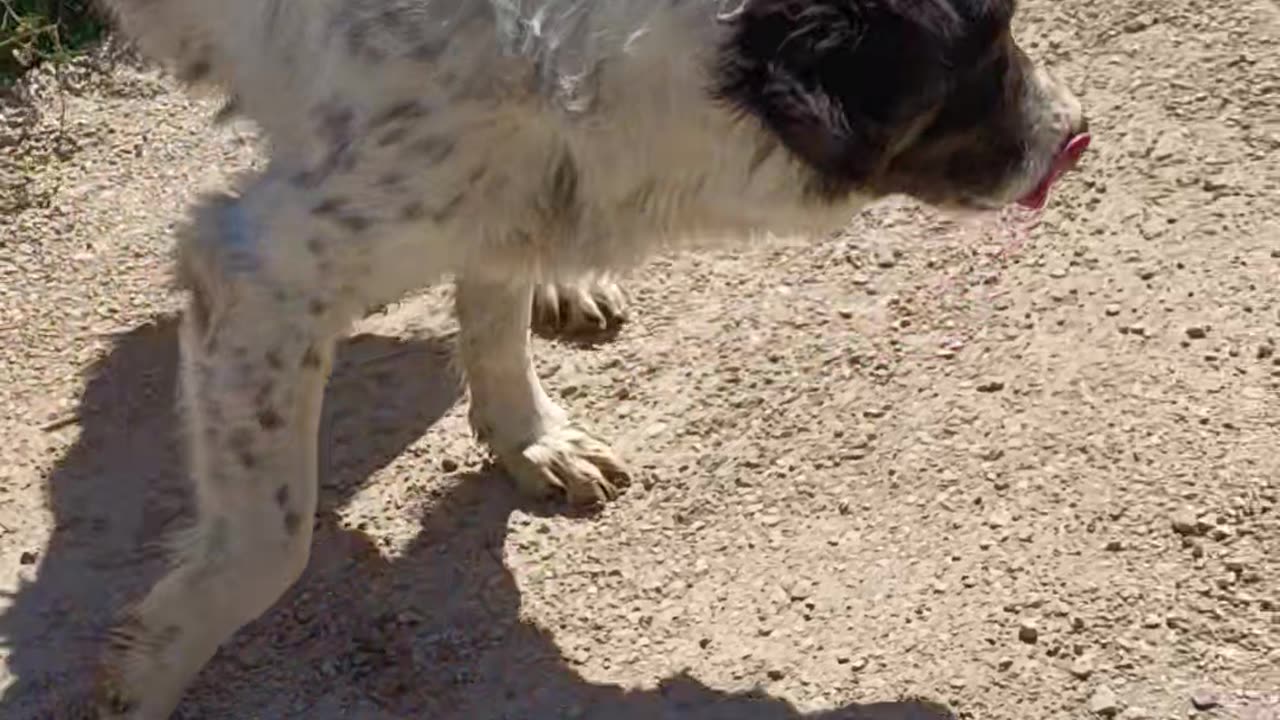 Dog old