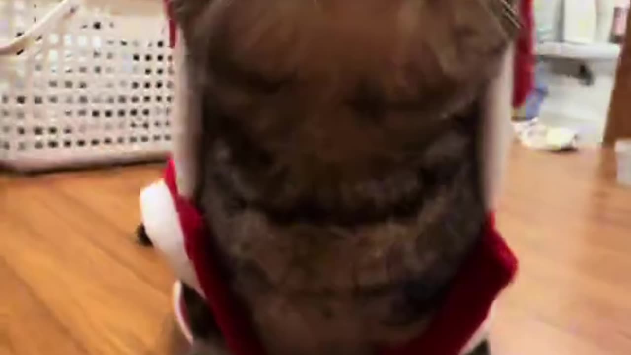 Funny cat clips 🤣